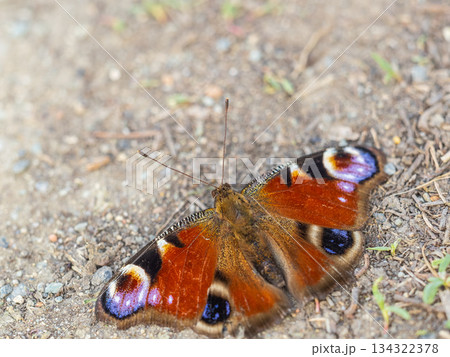 Peacock butterfly on the ground among the grass 134322378