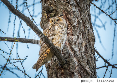 Long-eared owl (Asio otus), looking forward with wide opened eyes 134322398
