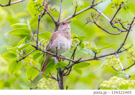 Thrush Nightingale, Luscinia luscinia. A bird sits on a tree branch and sings 134322405