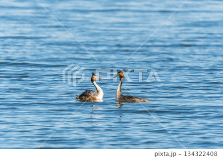 Mating games of two water birds Great Crested Grebes. Two waterfowl birds Great Crested Grebes swim in the lake with heart shaped silhouette Mating games of two water birds Great Crested Grebes. Two waterfowl birds Great Crested Grebes swim in the lake with heart shaped silhouette 134322408