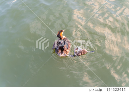 The waterfowl bird, great crested grebe with chick, swimming in the lake. 134322415