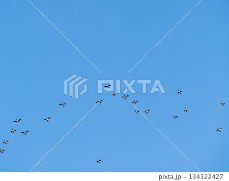 Flock of geese in flight Flock of geese in flight 134322427