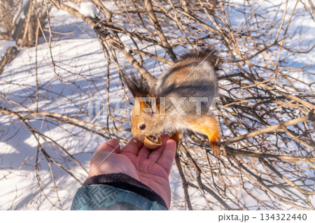 Squirrel eats nuts from a man's hand. Caring for animals in winter or autumn. 134322440