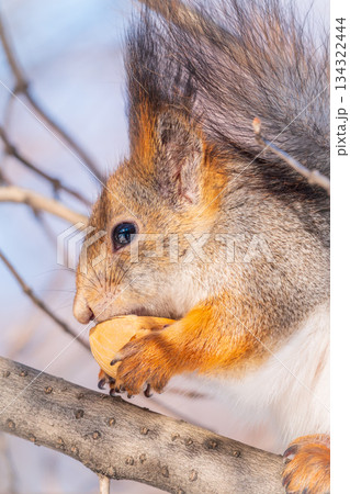 The squirrel with nut sits on tree in the winter or late autumn The squirrel with nut sits on tree in the winter or late autumn 134322444