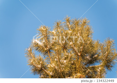Green pine tree with long needles on a background of blue sky. Freshness, nature, concept. Pinus pinea Green pine tree with long needles on a background of blue sky. Freshness, nature, concept. Pinus pinea 134322449