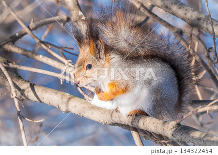 The squirrel sits on a branches without leaves in the winter or autumn The squirrel sits on a branches without leaves in the winter or autumn 134322454