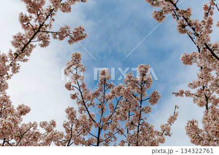 青空に映える桜 134322761