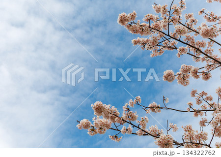 桜の花と青空と白い雲 134322762