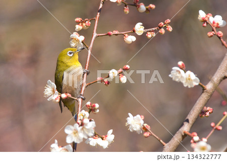 梅の花の蜜を吸うメジロ 134322777