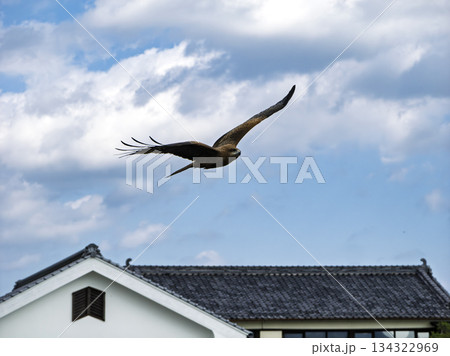 青空と瓦屋根、悠々と舞う鳶の飛翔 青空と瓦屋根、悠々と舞う鳶の飛翔 134322969