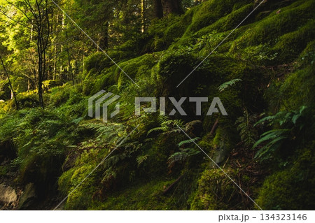 苔の生えた岩 134323146