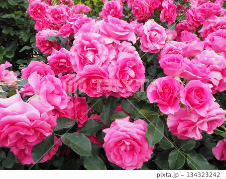 赤いバラ 赤いバラ 134323242