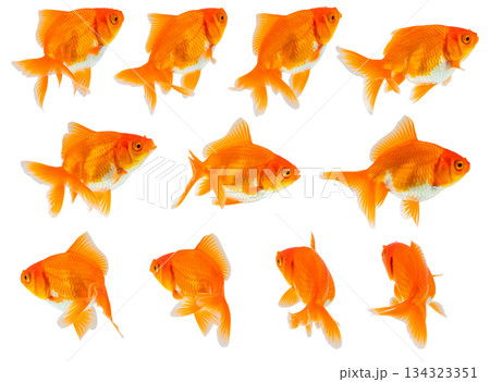 Oranda goldfish set isolated on white background close up 134323351