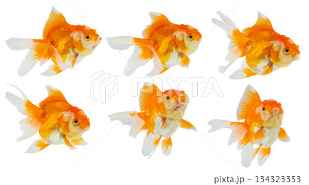 Oranda goldfish set isolated on white background close up 134323353