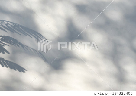 Abstract natural tree leaves shadow on white wall background 134323400