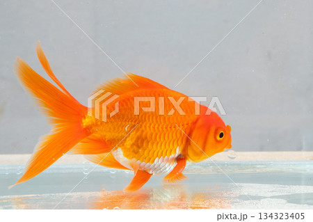 Oranda goldfish in aquarium fish tank close up 134323405