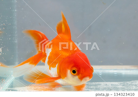 Oranda goldfish in aquarium fish tank close up Oranda goldfish in aquarium fish tank close up 134323410