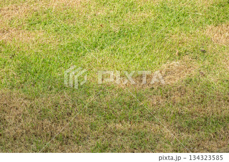 Green grass and damage dry grass texture background Green grass and damage dry grass texture background 134323585