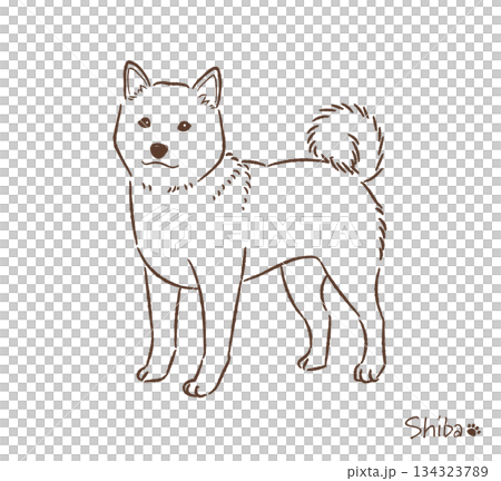 手繪柴犬線描圖_向量圖 手繪柴犬線描圖_向量圖 134323789