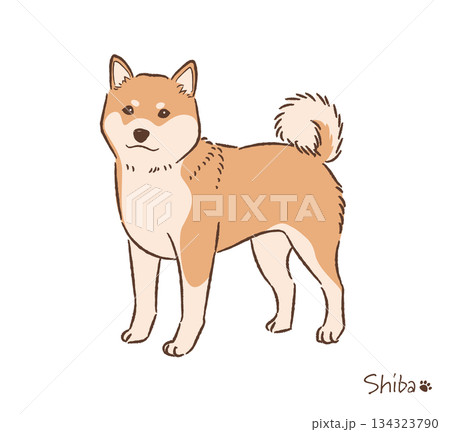 手描きの柴犬赤毛_ベクターイラスト 134323790