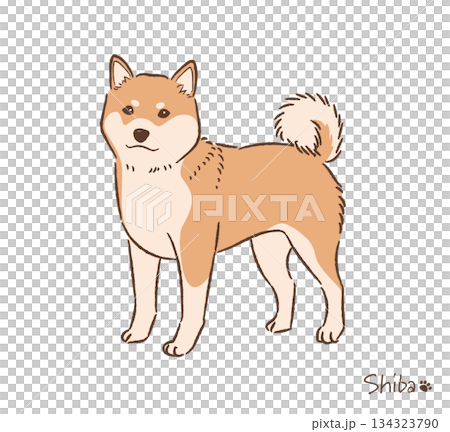 手描きの柴犬赤毛_ベクターイラスト 134323790