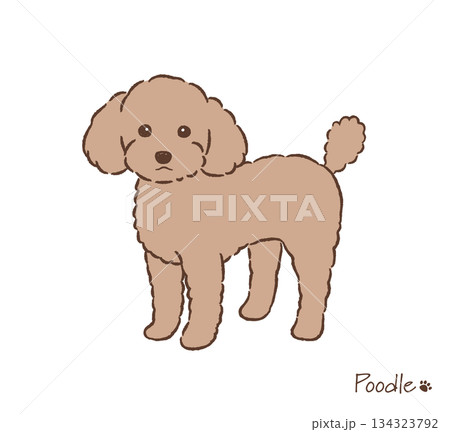 手描きのトイプードル_ベクターイラスト 134323792