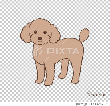 手描きのトイプードル_ベクターイラスト 134323792
