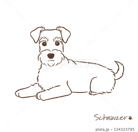 手描きのシュナウザー線画_ベクターイラスト 手描きのシュナウザー線画_ベクターイラスト 134323795