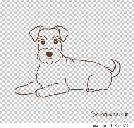 手繪雪納瑞犬線圖_向量圖 134323795