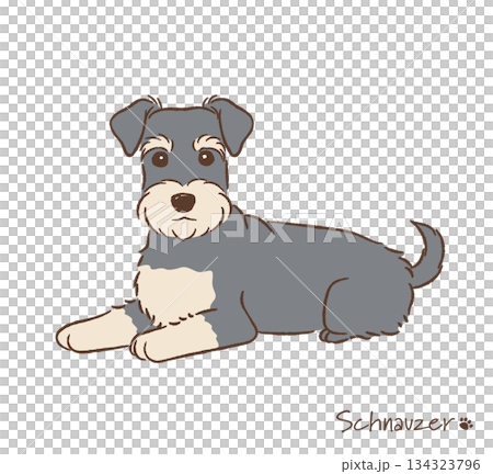 手描きのシュナウザー_ベクターイラスト 手描きのシュナウザー_ベクターイラスト 134323796