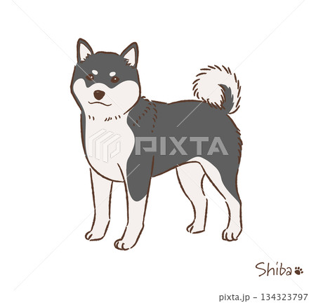 手描きの柴犬黒毛_ベクターイラスト 134323797