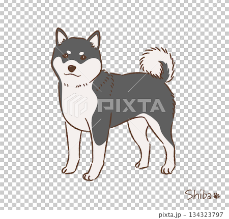 手描きの柴犬黒毛_ベクターイラスト 134323797
