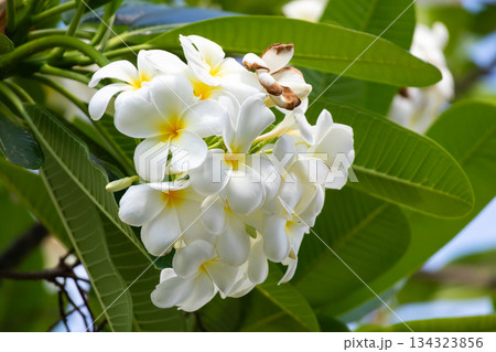 White Frangipani flower Plumeria alba with green leaves White Frangipani flower Plumeria alba with green leaves 134323856