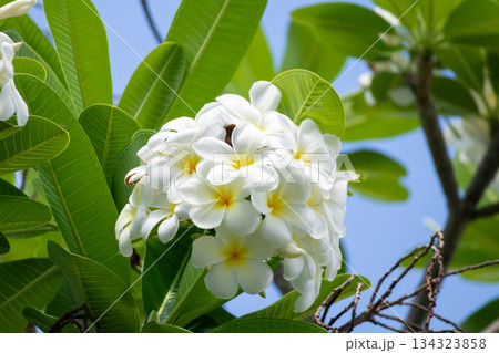 White Frangipani flower Plumeria alba with green leaves White Frangipani flower Plumeria alba with green leaves 134323858