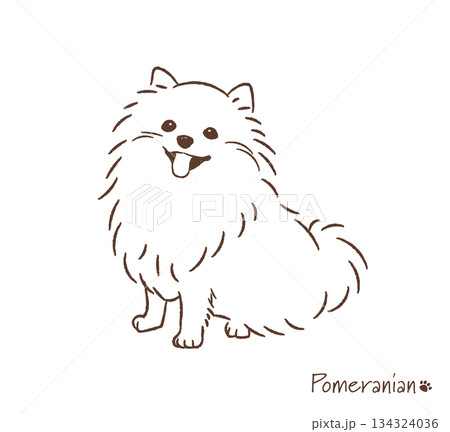 手描きのポメラニアン線画_ベクターイラスト 134324036