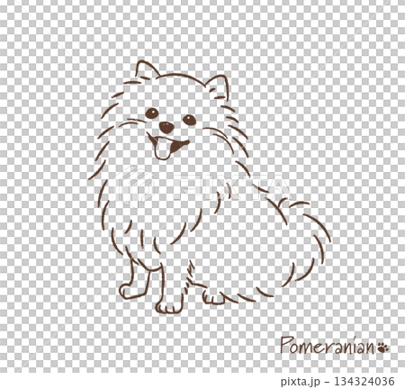 手描きのポメラニアン線画_ベクターイラスト 134324036