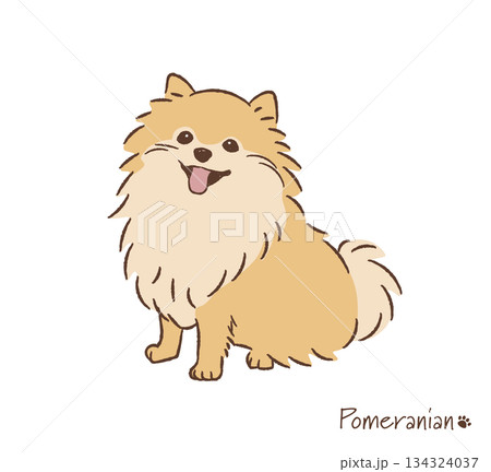 手描きのポメラニアン_ベクターイラスト 134324037