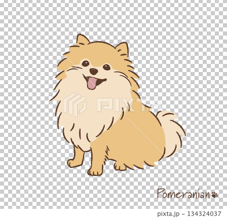 手描きのポメラニアン_ベクターイラスト 134324037