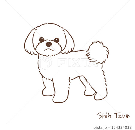手描きのシーズー線画_ベクターイラスト 134324038