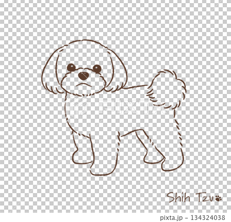 Hand-drawn Shih Tzu line drawing_vector illustration 134324038