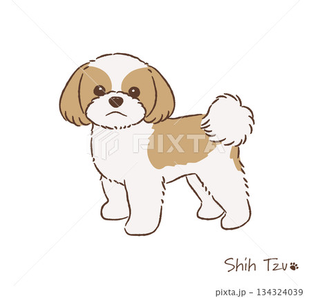 手描きのシーズー_ゴールド＆ホワイト_ベクターイラスト 134324039