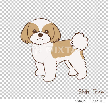 Hand-drawn Shih Tzu_Gold & White_Vector illustration 134324039
