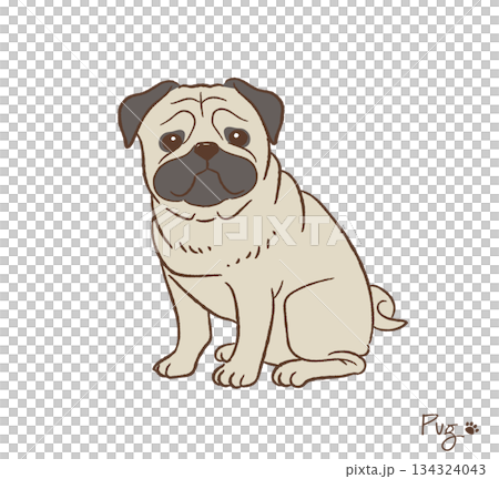 Hand-drawn pug vector illustration 134324043