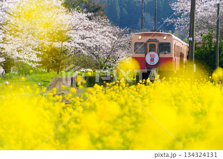 小湊鉄道の春 小湊鉄道の春 134324131
