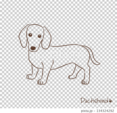 Hand-drawn dachshund line drawing_vector illustration 134324292