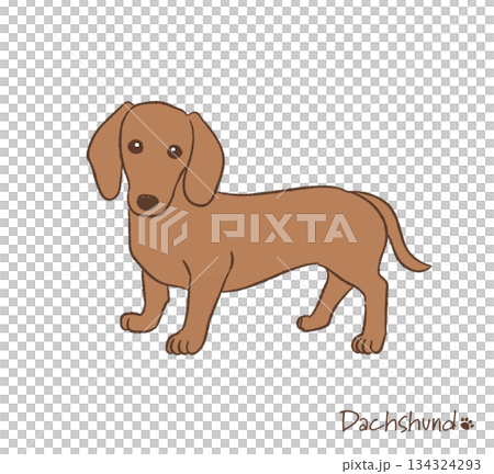 Hand-drawn dachshund vector illustration 134324293