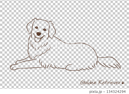 Hand-drawn golden retriever line drawing_vector illustration 134324294