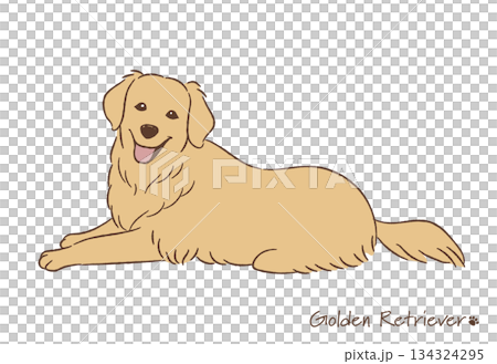 Hand-drawn golden retriever line drawing_vector illustration Hand-drawn golden retriever line drawing_vector illustration 134324295