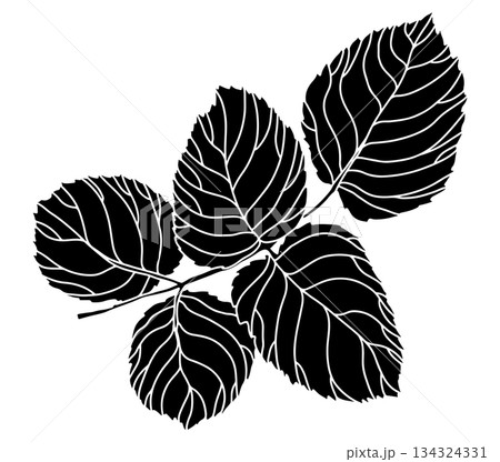 Rose Leaf Silhouette Botanical Vector 134324331