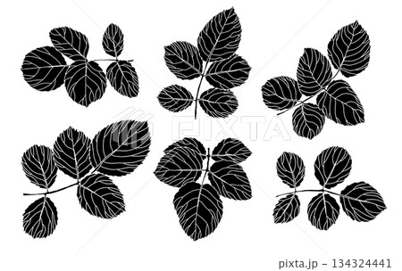 Black Silhouette Botanical Leaves Set 134324441
